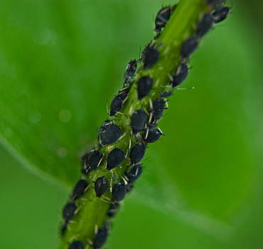 Aphids & Whiteflys
