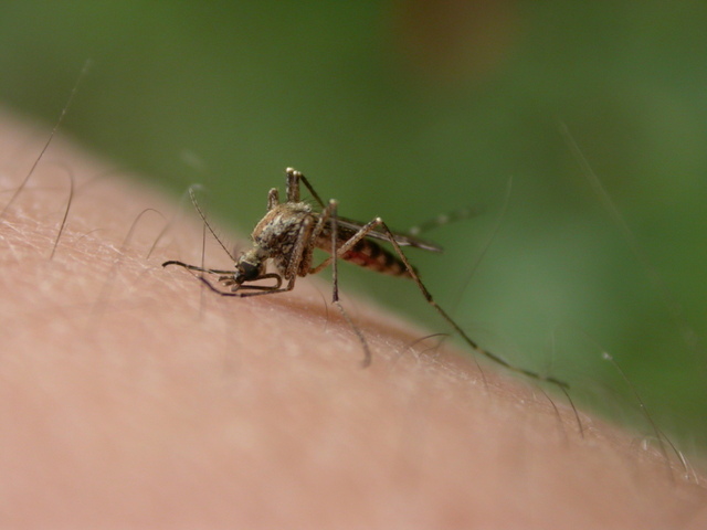 Mosquito Service