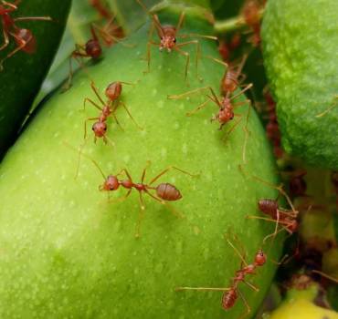 Fire Ant & Chinch Bug Control