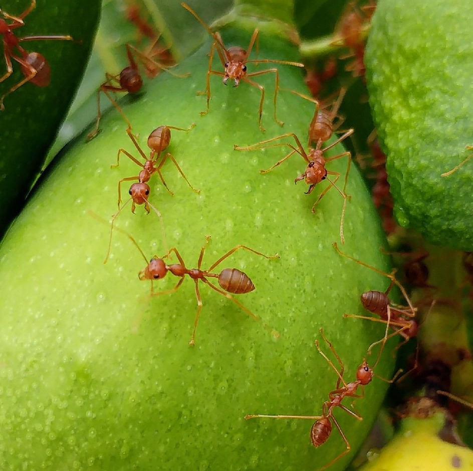 Fire Ant & Chinch Bug Control