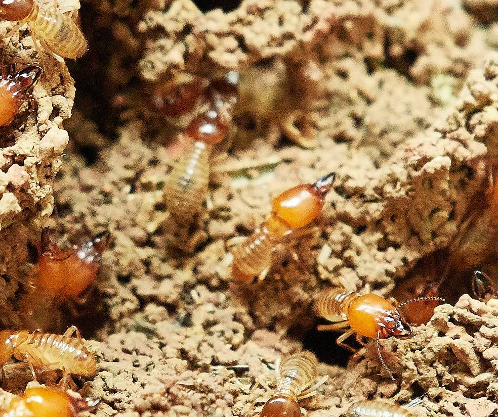 Termite Service